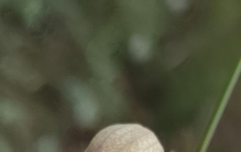 新疆植物百科（六）