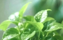 养了十几年花才懂：真正好养的，永远是这几种