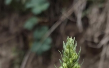 新疆植物百科（七）