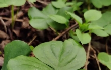 外号霸气的植物四大天王 背后藏着你不知道的隐忧