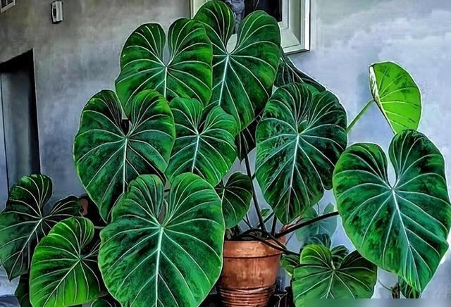 室内养“黑金刚”绿植太香了！耐阴耐旱、净化空气，一盆就能撑起全屋颜值