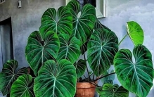 室内养“黑金刚”绿植太香了！耐阴耐旱、净化空气，一盆就能撑起全屋颜值