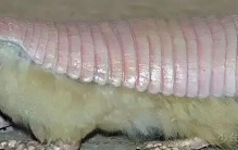 探索地球上的奇幻生物：23种奇特的动物，你见过几个？
