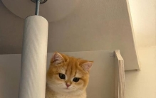猫咪其实是世界上最可怜的生物：一生治愈人类，唯独委屈自己