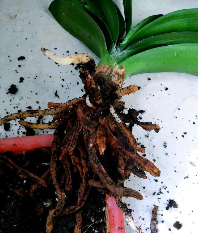 你还在用碎瓦片垫花盆？专家揭秘：这才是烂根元凶！