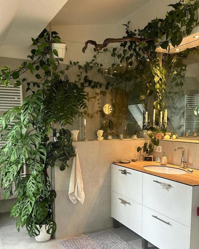 浴室和卫生间里蕨类都难养好，这6种植物却可以考虑