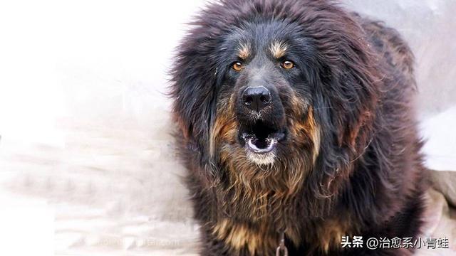 世界上最大的藏獒王——比尔, 身价3000万比狮子还高