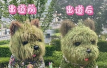 这边“潦草小狗”刚换夏装，那边“凤梨羊驼”母子首次露面，魔都顶流再添一员→