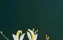 每天认识一种植物——金银花