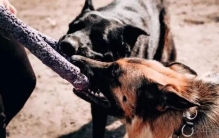 最强狗种大揭秘：世界十大最强犬类排行榜