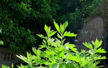 夏天闷热，花草总是黄叶烂根？艾叶搭配橘皮是黄金搭档！学会5个用法，绿植越长越旺，第三种最关键…