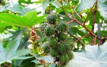 植物可以当武器？中国种植1400年的蓖麻，竟被美国列为战略物资
