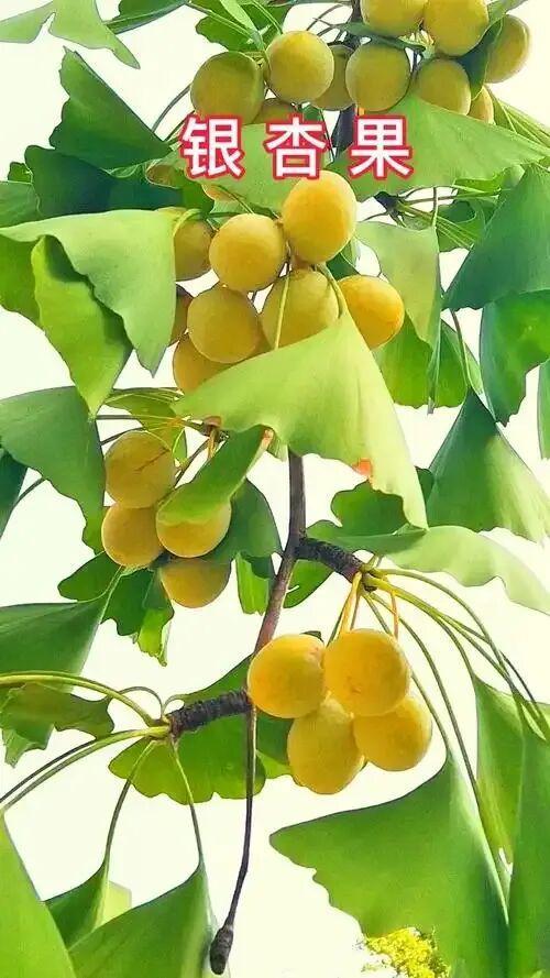 【经典品读】郭沫若:《银杏》《石榴》《白鹭》(托物言志类散文)