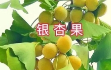 【经典品读】郭沫若：《银杏》《石榴》《白鹭》（托物言志类散文）