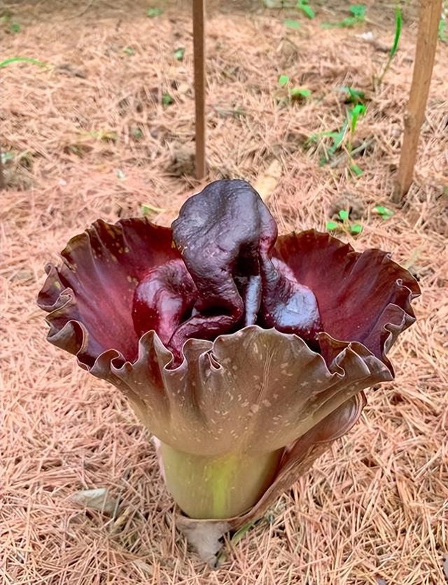 冷门珍稀植物!无根入土、花叶不臭,靠养蚂蚁繁衍生息,太罕见了