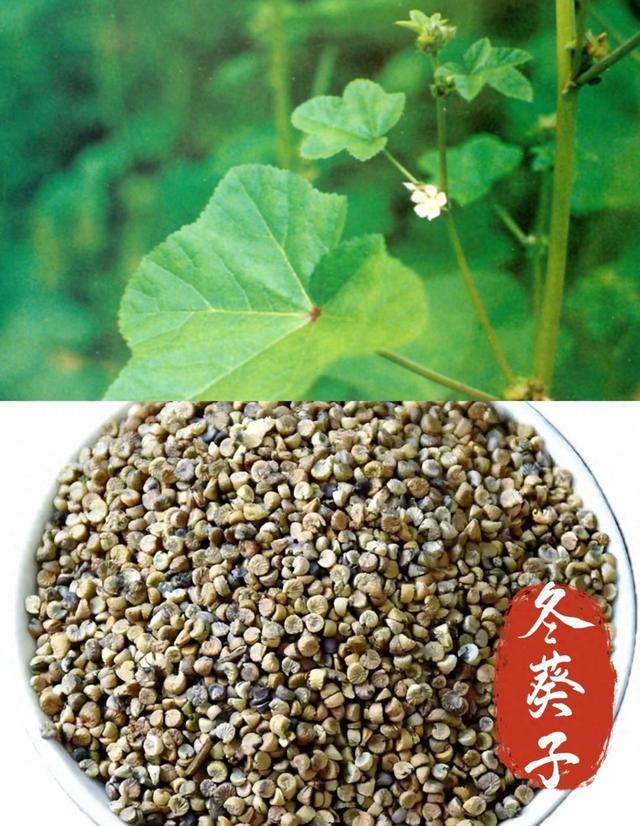 冬葵子嫩的滑肠,老的催生。滑利一性贯三用“通淋、下乳、润肠”