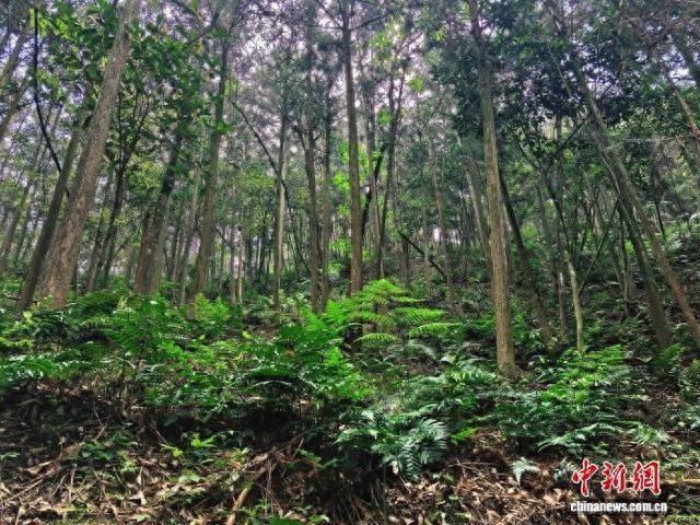 从侏罗纪走来的“金毛狗”在福建长泰安家