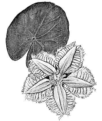 光明文化周末·荇菜