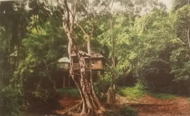 “植物王国、天然动物园”——西双版纳