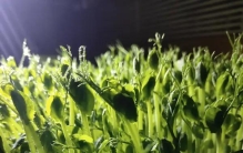 打顶掐尖必看！简单2步，让植物侧枝爆发，花量翻倍！