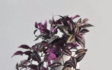 阳台植物“刺客”图鉴：看似好养，实则“吞”空间？