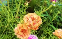 盛夏别瞎养花！这7种天生耐热王者，越晒越爆花新手也能轻松养爆