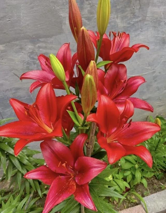 世界万物，唯有花草最治愈人心 ，雨中的百合，宛如仙子遗落人间。