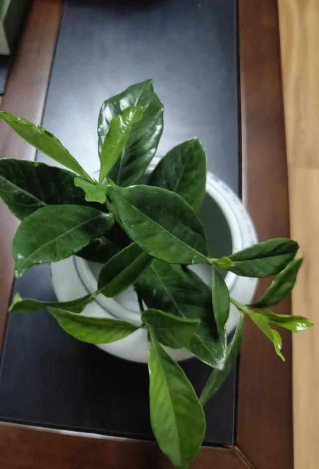 小小植物的倔强