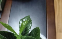 小小植物的倔强