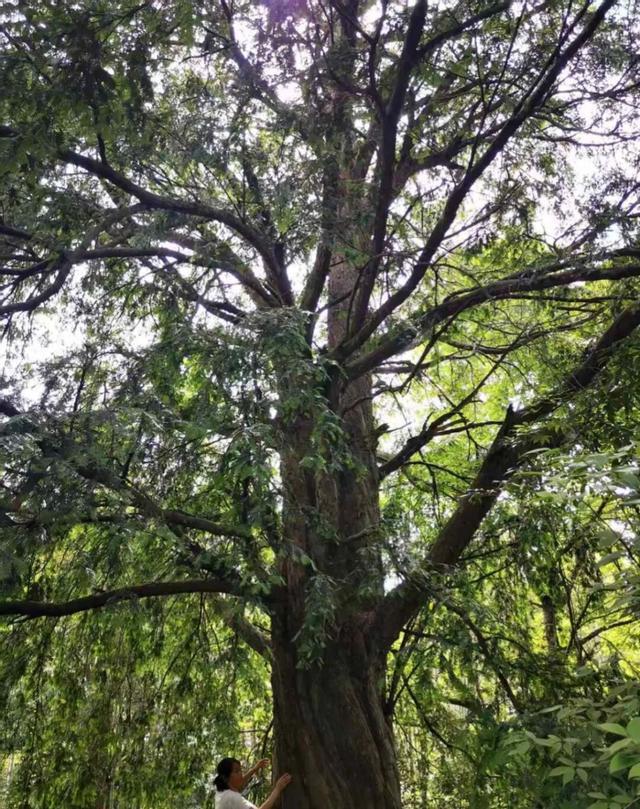红豆杉历经百万年沧桑,它是地球上最坚韧的“植物界大熊猫”