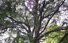 红豆杉历经百万年沧桑，它是地球上最坚韧的“植物界大熊猫”