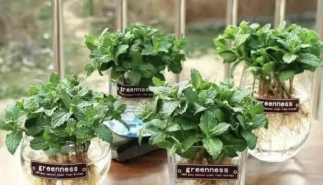 “浇不死”的6种花,最适合爱花人养,天天浇水,越养越旺