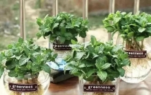 “浇不死”的6种花，最适合爱花人养，天天浇水，越养越旺