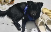抑郁的第192天：我一直觉得小狗是这个世界上最真诚的生命