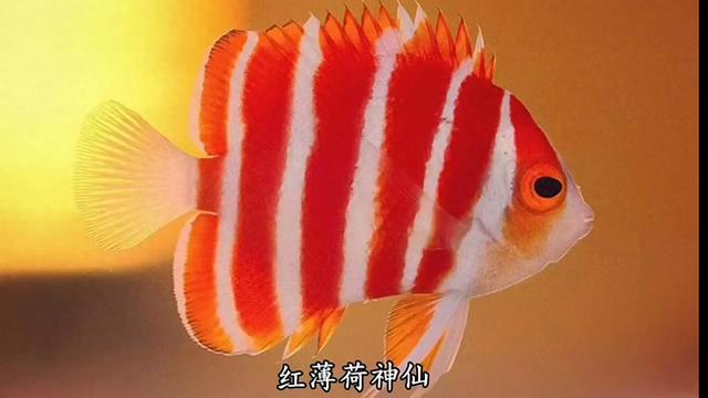 顶级奢华,全球最贵观赏鱼!