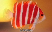 顶级奢华，全球最贵观赏鱼！