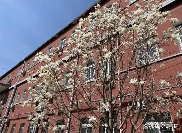 北京科技大学就业好不好?央企“人才订制”与高薪回报的真实数据观察