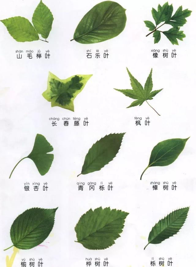 超详细植物识别法,让你秒变植物达人!网友:再也不怕认植物了