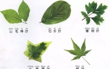 超详细植物识别法，让你秒变植物达人！网友：再也不怕认植物了
