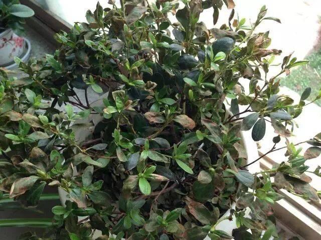 醋养花,用对是宝用错是祸!6种花最“吃醋”