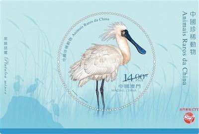 澳门33平方公里的生态守望