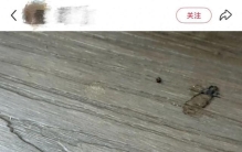 “看到都头皮发麻！”台风过后路边大量出现这种小虫，千万别碰！已有人中招