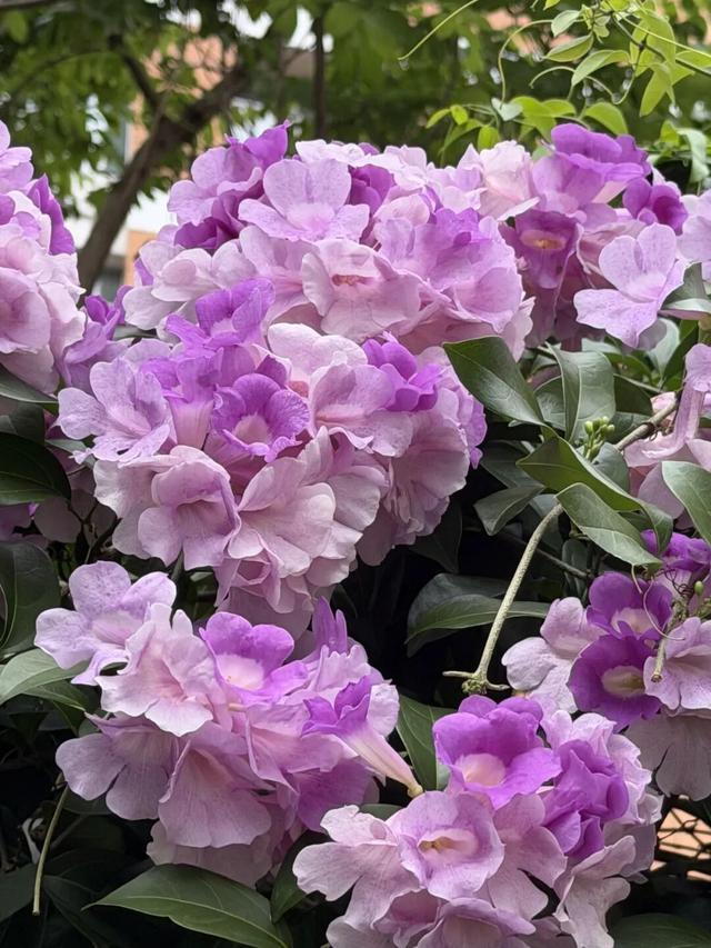 蒜香藤养了6年零虫害,秋天直接开成紫色瀑布,这种神仙花真的好养