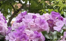 蒜香藤养了6年零虫害，秋天直接开成紫色瀑布，这种神仙花真的好养