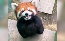 小熊猫，世界最可爱动物排行榜第十三名