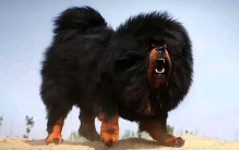 世界上最危险的四大猛犬