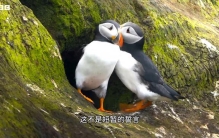 它是世界上最委屈的鸟，也是被打劫最多的鸟，也是最忠诚的鸟