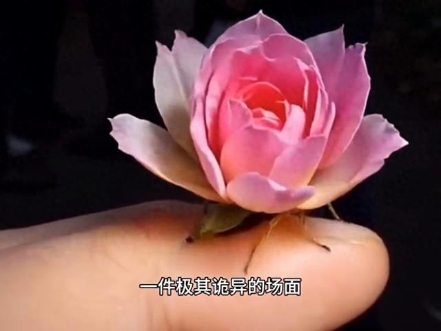 一只不明生物,居然飞到了男子的手指上面,并且变成了一朵花