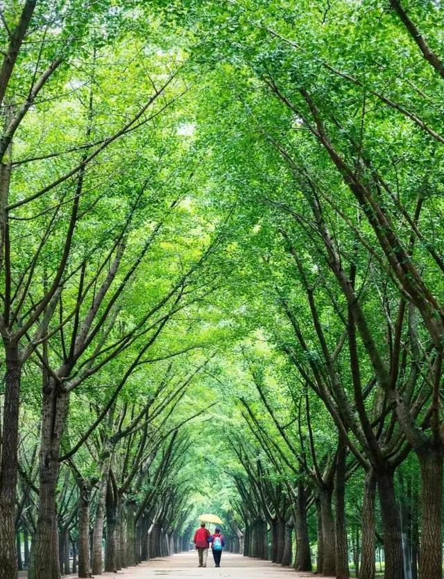 河南这个地方,发现世界最古老银杏化石,连续两届成为国际古植物大会C位