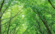 河南这个地方，发现世界最古老银杏化石，连续两届成为国际古植物大会C位